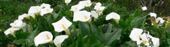 Calla - Zantedeschia aethiopica